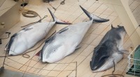 La pêche à la baleine a-t-elle encore de longs jours devant elle ? Le Japon, gros pêcheur de baleines, s’adonne encore à la pratique, refusant l’interdiction internationale. Sous couvert d’étude […]