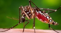 Depuis janvier, l’épidémie du virus Zika inquiète la communauté internationale. Les médias s’emparent de l’événement, et la frénésie du feuilleton épidémique reprend son cours. Chaque année, une nouvelle épidémie concentre […]