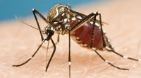 Une étape historique dans la lutte contre le virus Zika va bientôt être franchie. Pour la première fois, un vaccin sera testé sur des êtres humains au centre de recherche […]