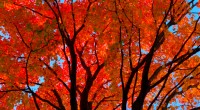 Chaque année se répètent les notes de la célèbre chanson de Joe Dassin : « C’était l’automne, un automne où il faisait beau. Une saison qui n’existe que dans le nord de […]