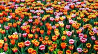 26 millions de fleurs d’été ont été plantées par la municipalité de Busra dans les jardins et parcs de la ville à l’occasion du printemps.