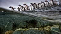 Paul Nicklen, biologiste marin et photographe animalier canadien, se rend depuis plus de vingt ans dans les lieux les plus sauvages de la planète. Samedi 22 avril, le photographe et […]