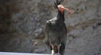 Grâce aux efforts de conservation du ministère des Forêts et des ressources naturelles ainsi que du ministère de l’Environnement, le nombre d’ibis recensés sur le territoire turc a été multiplié […]