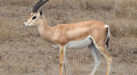 Des gazelles vont être relâchées dans les régions de Şırnak et de Mardin, dans le sud-est de la Turquie.