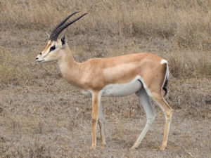 gazelles comeback edge war zone