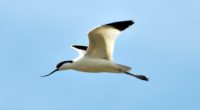 La population d’oiseaux aux alentours du lac Erçek, dans la province de Van, ne cesse d’augmenter.