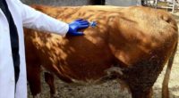 Un vétérinaire turc a développé un instrument de premiers soins destiné au bétail, rapporte l’Agence Anadolu.