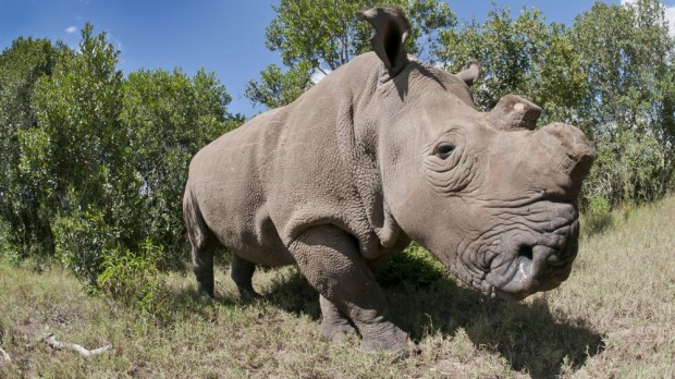 Les rhinocéros blancs plus que jamais menacés d'extinction  Aujourd