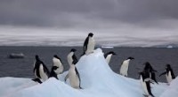 Une nouvelle étude nous rapporte que l’Antarctique pourrait bien perdre une grande partie de ses mythiques manchots d’Adélie en raison du changement climatique.