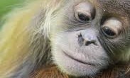 Le dernier rapport de l’Union internationale pour la conservation de la nature (UICN) annonce à contre-coeur que les orangs-outans sont en danger d’extinction sur l’île de Bornéo. Le responsable ? […]