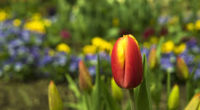 Le 31 mars, la Fête de la Tulipe a débuté dans la ville de Morges, située sur les rives du Lac Léman, afin de célébrer l’arrivée du printemps. Puis, le […]