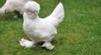 Une « sultane », une race de poule originaire de Turquie, a été vendue pour 5 000 TL lors de la première vente aux enchères de l’année.